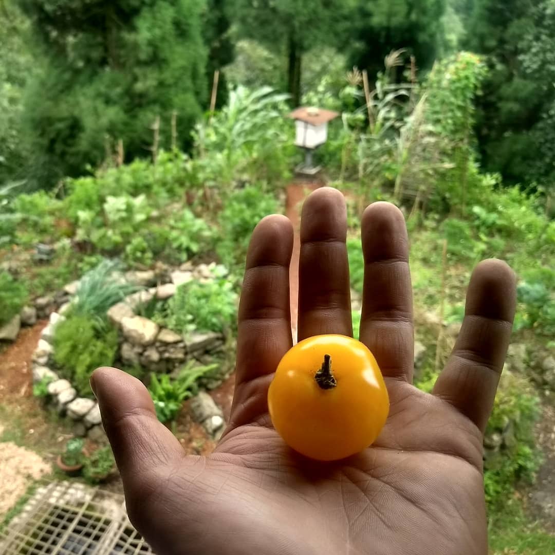 Fresh fruits in Darjeeling