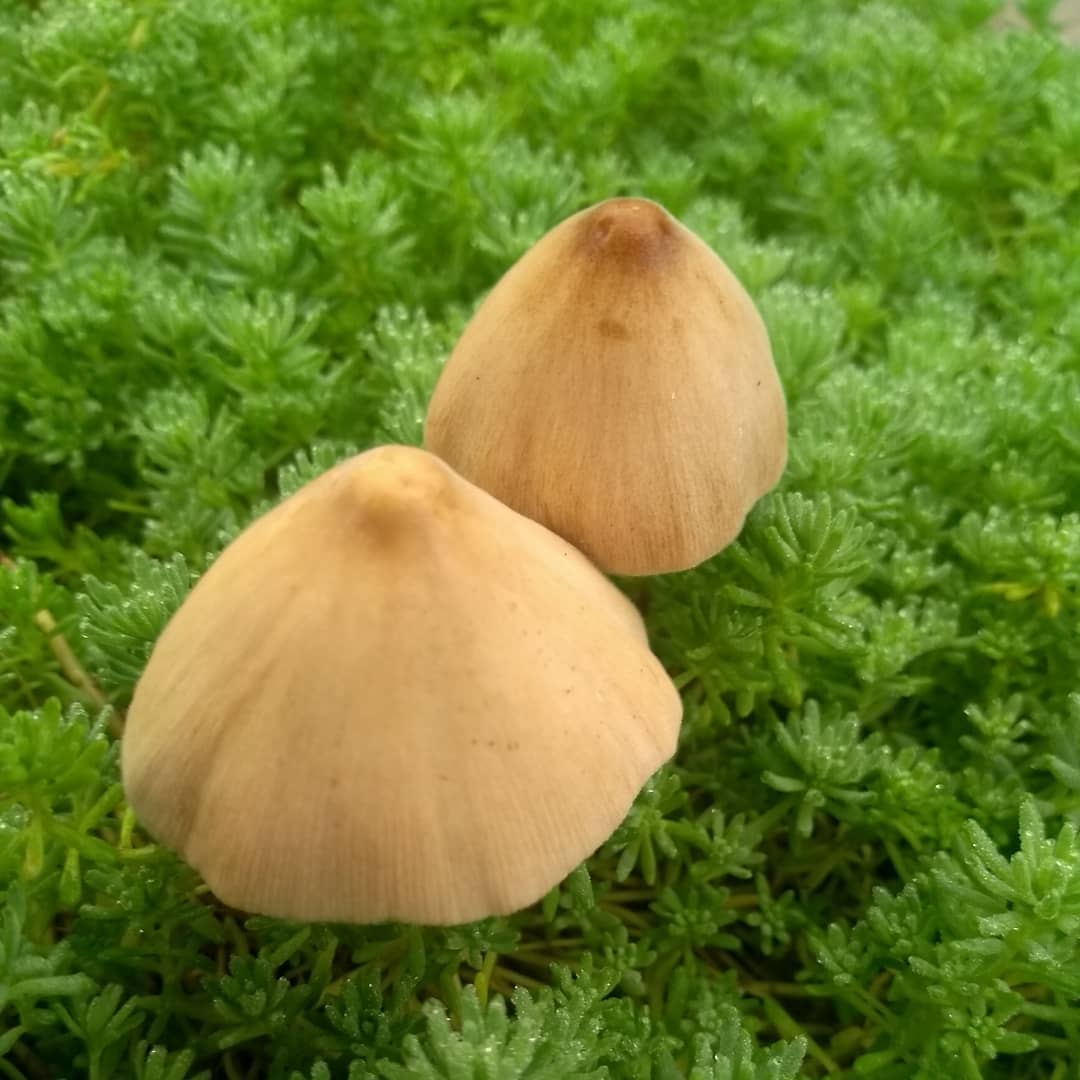 Fresh Mushrooms in Darjeeling